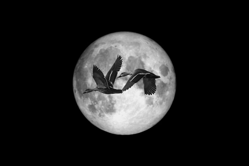 Moonlit Accessories